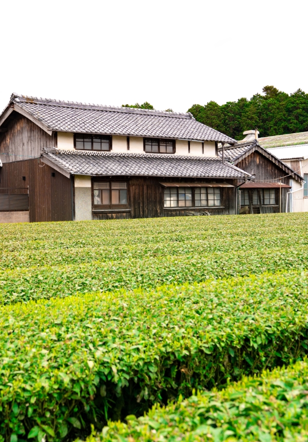 茶葉と土山の風景