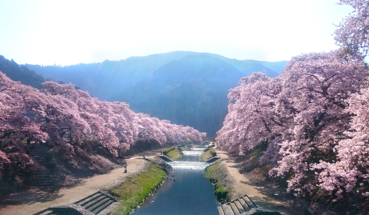 鮎河の桜並木の写真