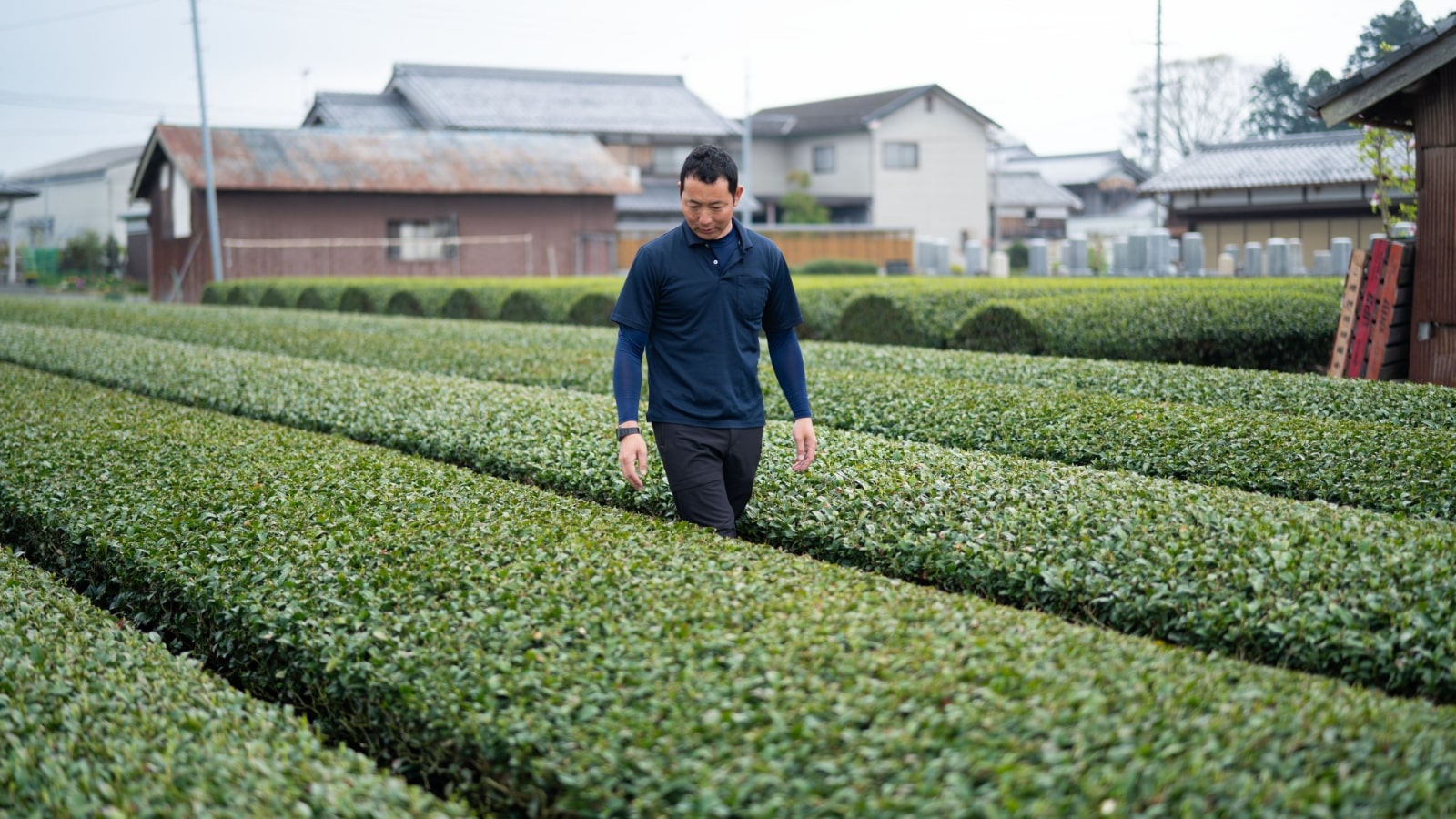 茶畑を確認する中村氏の写真