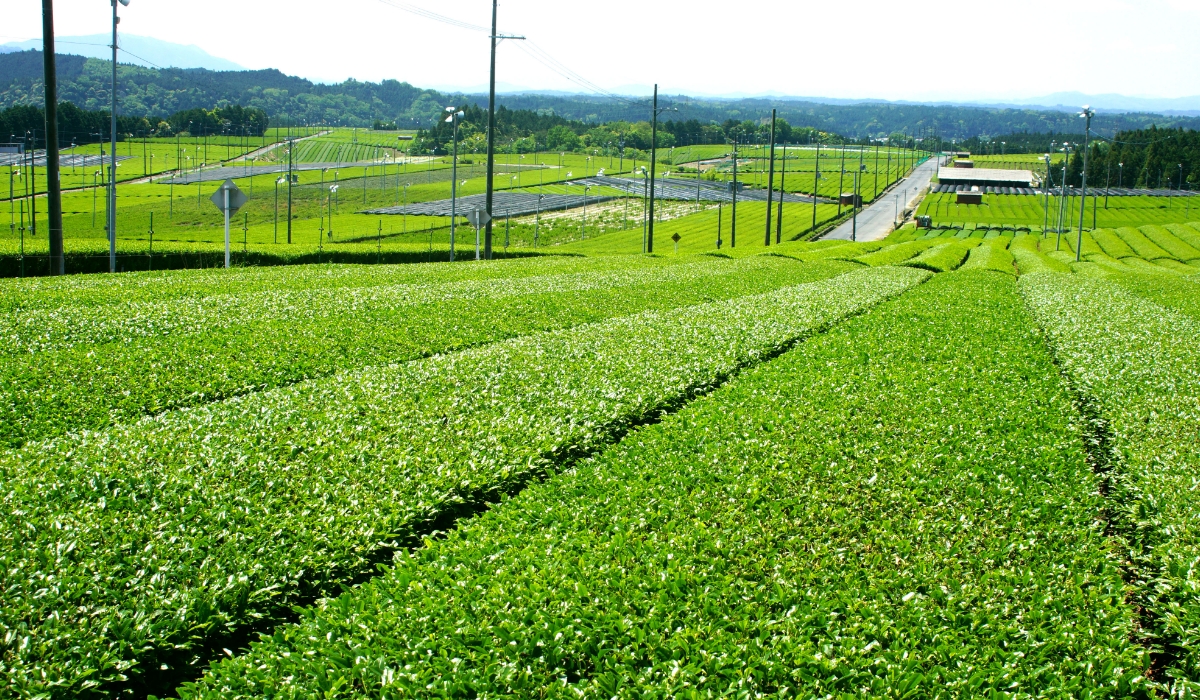 頓宮大茶園