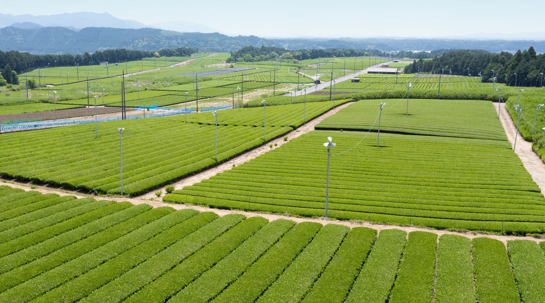 土山に広がる茶畑の写真